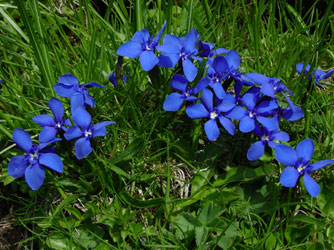 flore-niederhorn1