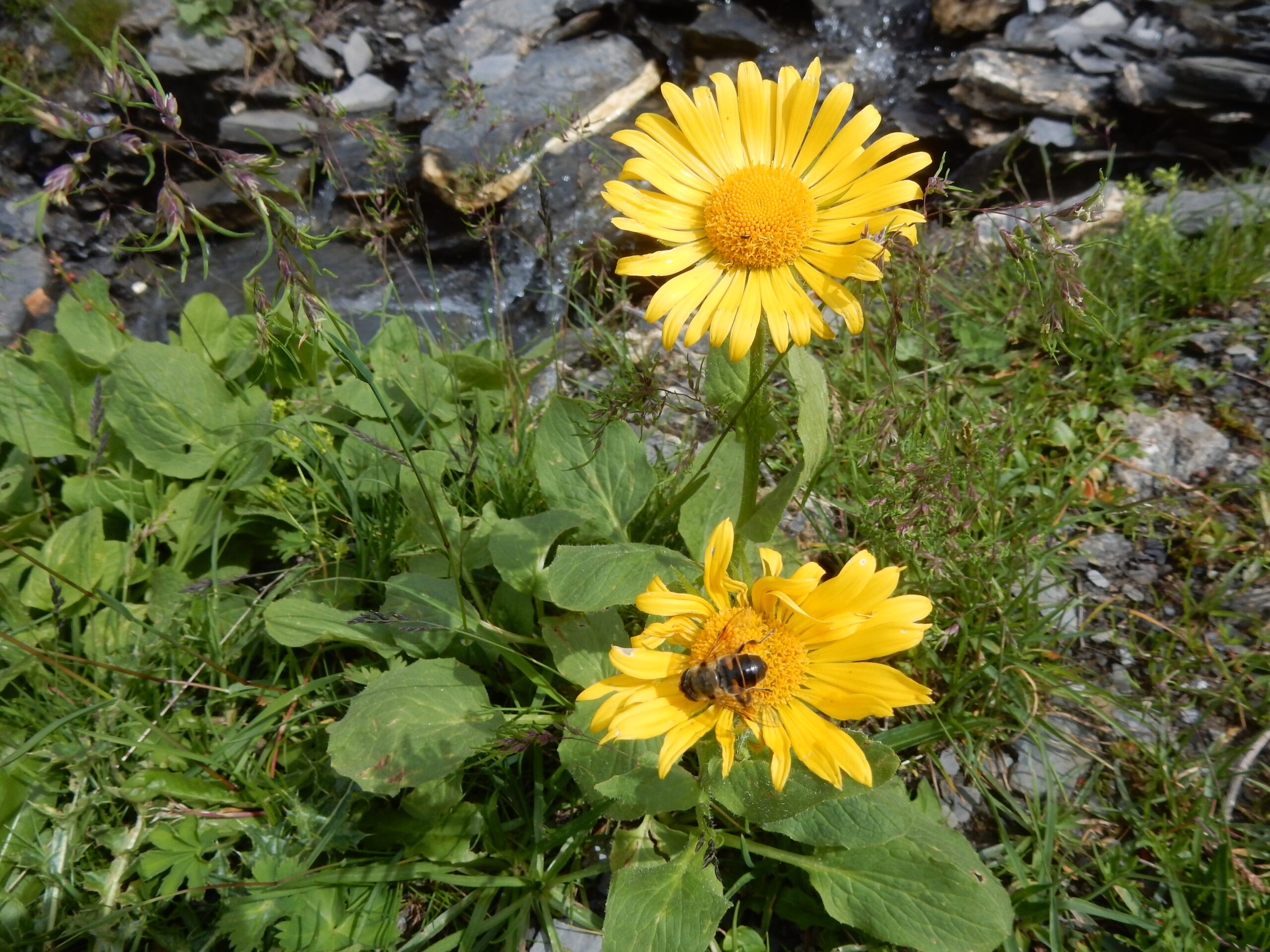 Planplatten-Melchsee
